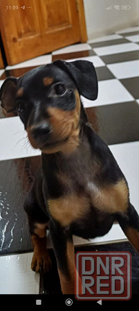 Чистокровные! Цвергпинчер щенки Донецк - изображение 3