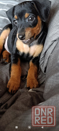 Чистокровные! Цвергпинчер щенки Донецк - изображение 7