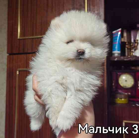 Щенки померанского шпица. Донецк