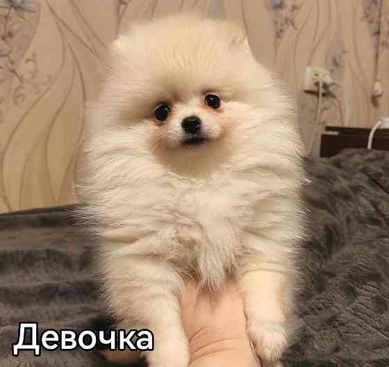 Девочки померанского шпица. Донецк