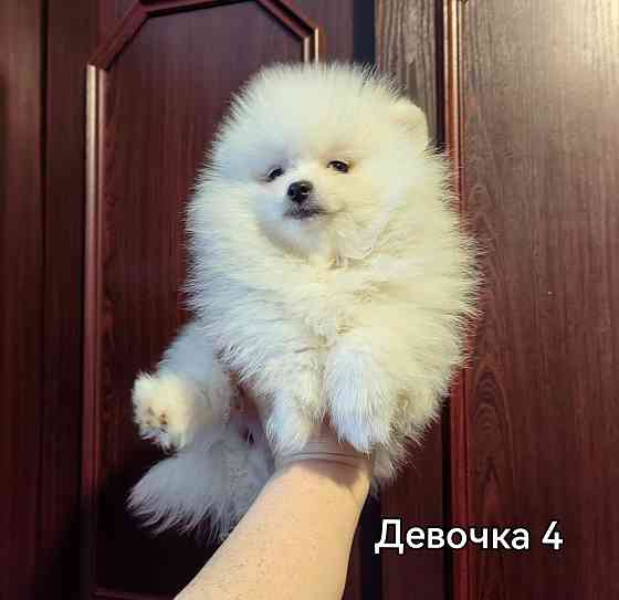 Девочки померанского шпица. Донецк