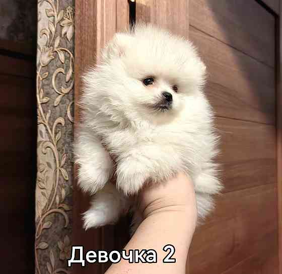 Девочки померанского шпица. Донецк