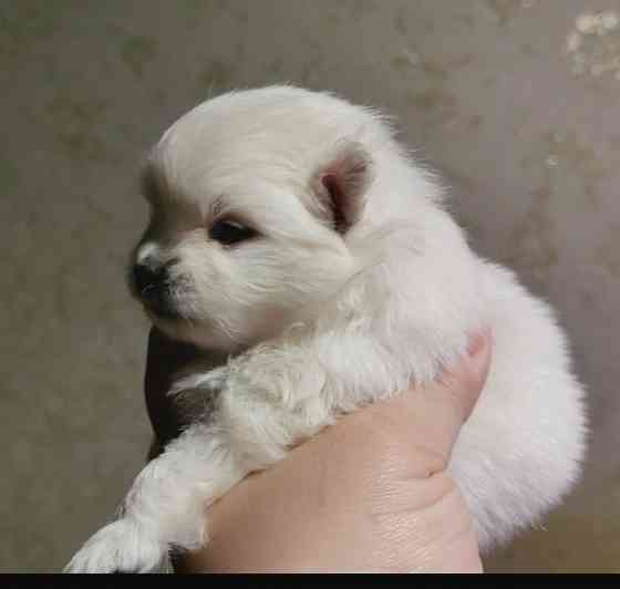 Белоснежный и кремовый щенки померанского шпица. Донецк