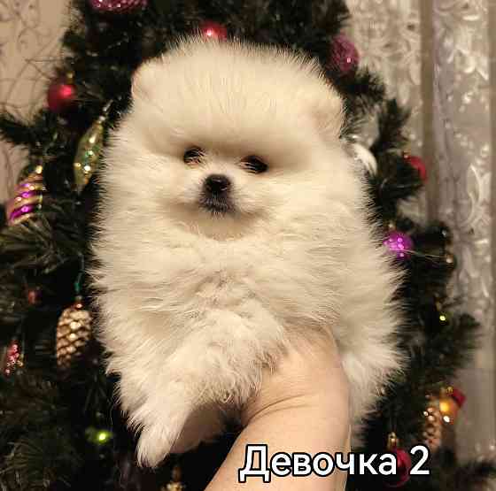 Девочки померанского шпица. Донецк