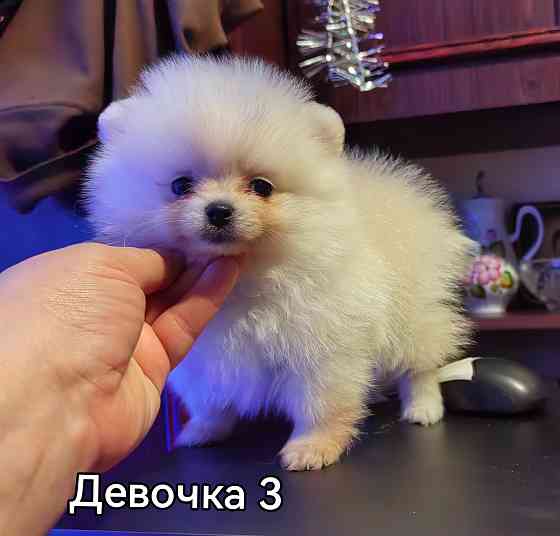 Девочки померанского шпица. Донецк