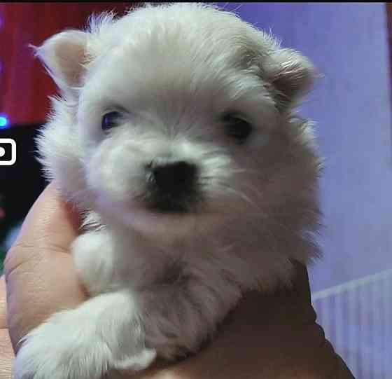 Белоснежный и кремовый щенки померанского шпица. Донецк