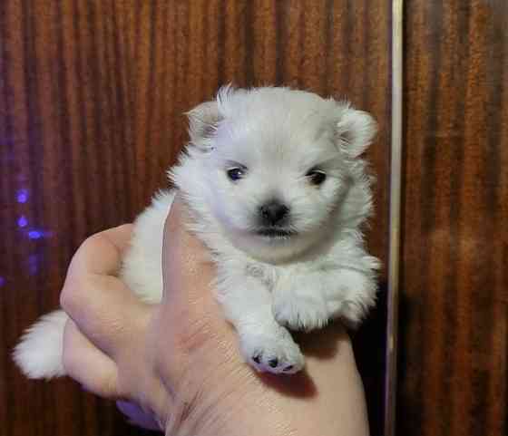 Белоснежный и кремовый щенки померанского шпица. Донецк