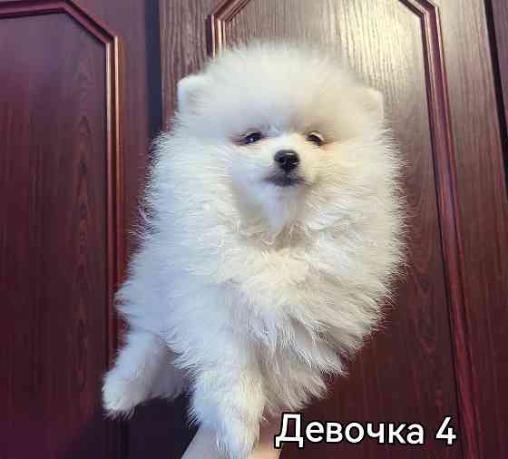 Девочки померанского шпица. Донецк