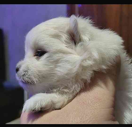 Белоснежный и кремовый щенки померанского шпица. Донецк