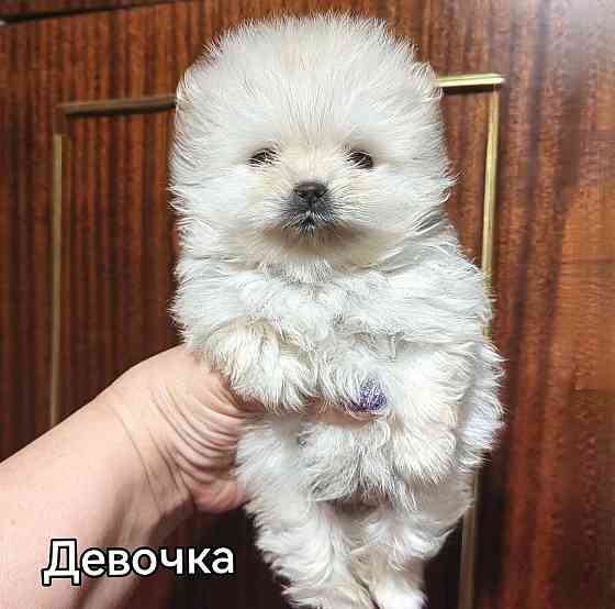 Щенки померанского шпица. Донецк