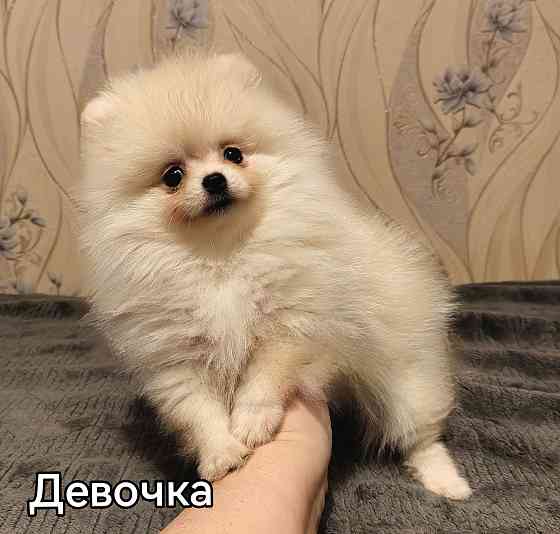 Девочки померанского шпица. Донецк