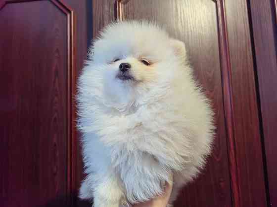 Девочки померанского шпица. Донецк