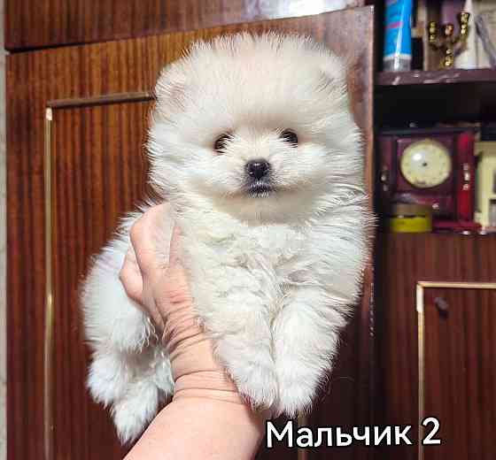 Щенки померанского шпица. Донецк