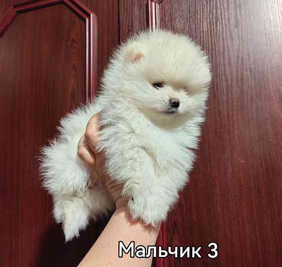 Щенки померанского шпица. Донецк