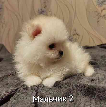 Щенки померанского шпица. Донецк