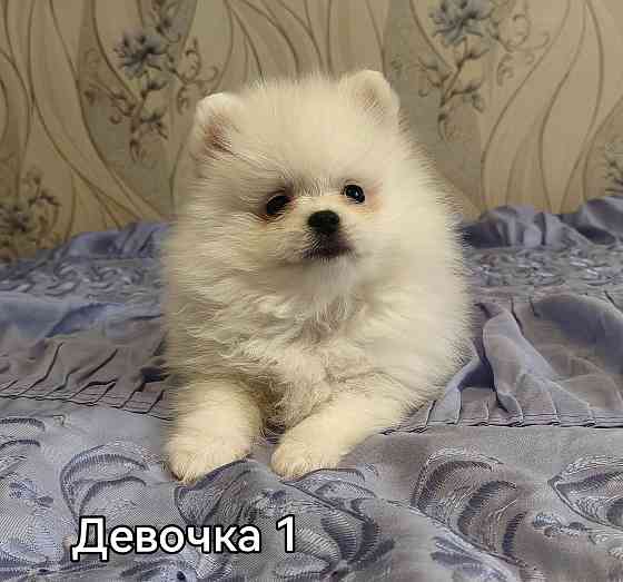 Девочки померанского шпица. Донецк