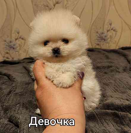 Щенки померанского шпица. Донецк