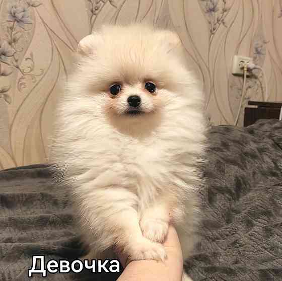 Девочки померанского шпица. Донецк