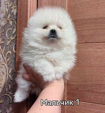 Щенки померанского шпица. Донецк