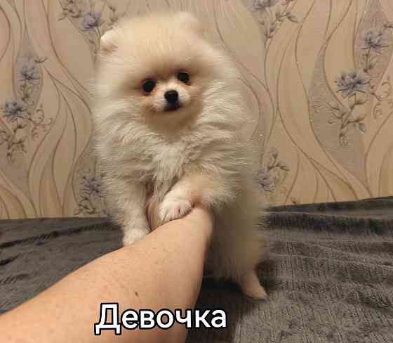 Девочки померанского шпица. Донецк