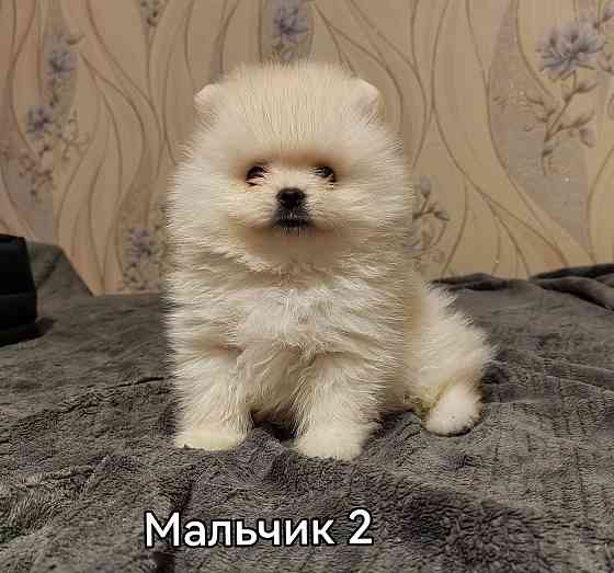 Щенки померанского шпица. Донецк