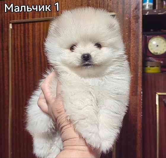 Щенки померанского шпица. Донецк