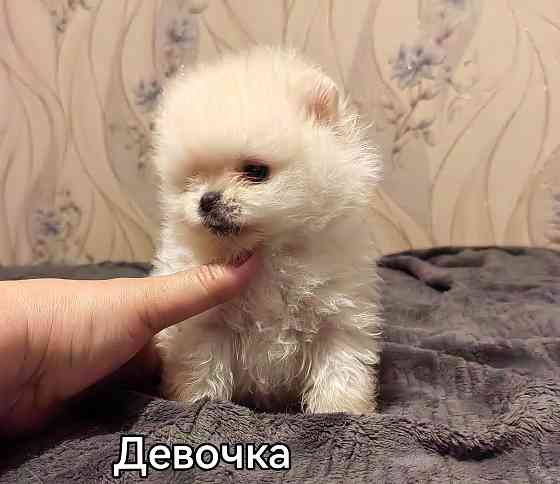 Щенки померанского шпица. Донецк