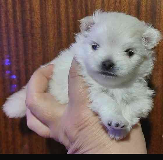 Белоснежный и кремовый щенки померанского шпица. Донецк