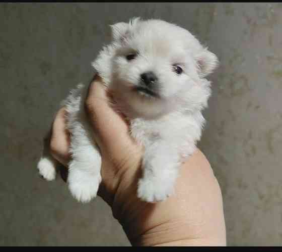 Белоснежный и кремовый щенки померанского шпица. Донецк