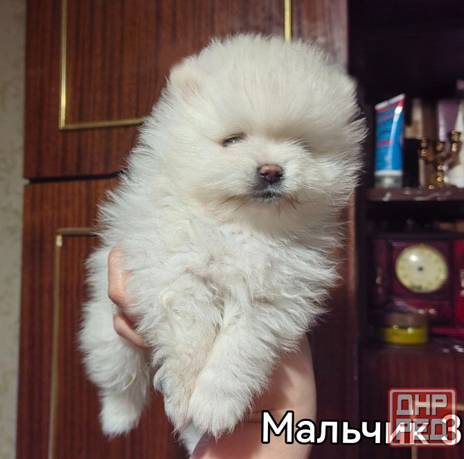 Щенки померанского шпица. Донецк - изображение 3