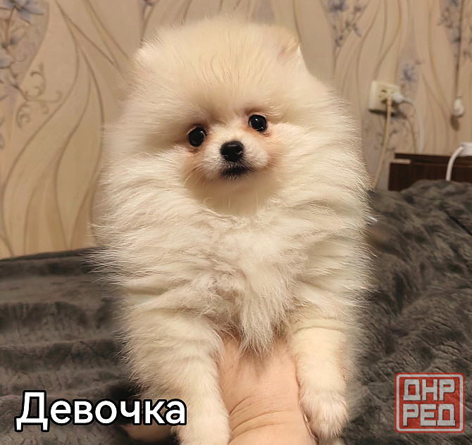 Девочки померанского шпица. Донецк - изображение 4