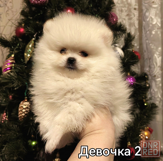 Девочки померанского шпица. Донецк - изображение 6