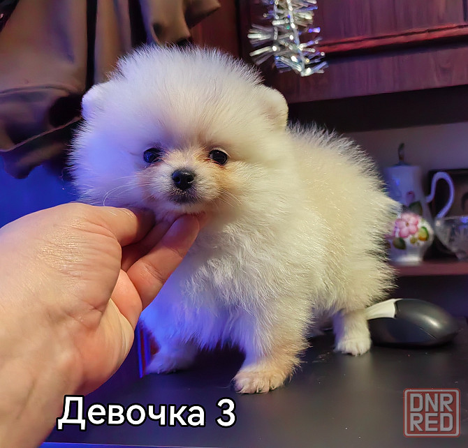 Девочки померанского шпица. Донецк - изображение 4