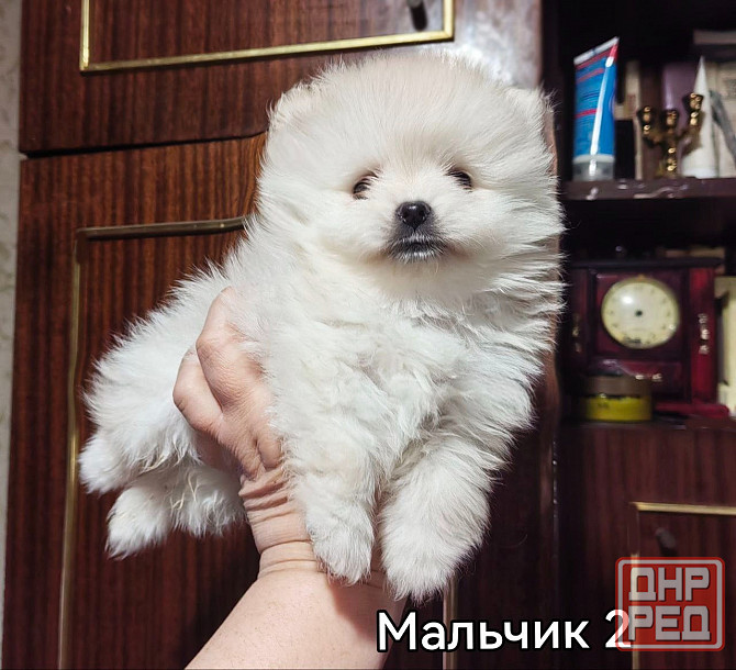 Щенки померанского шпица. Донецк - изображение 7