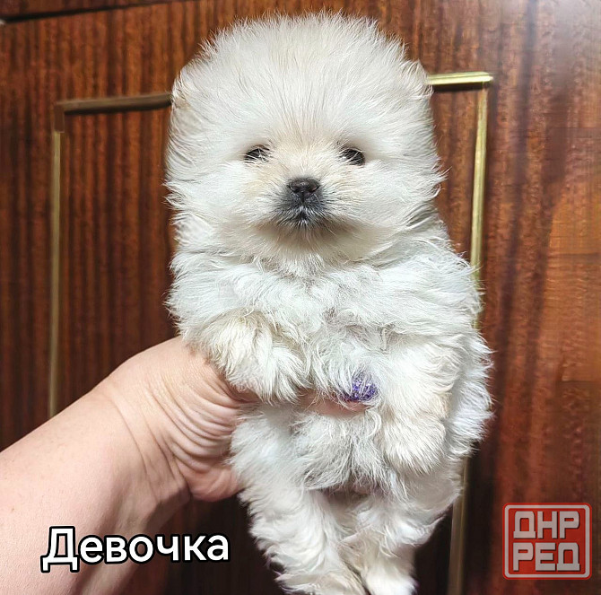 Щенки померанского шпица. Донецк - изображение 5