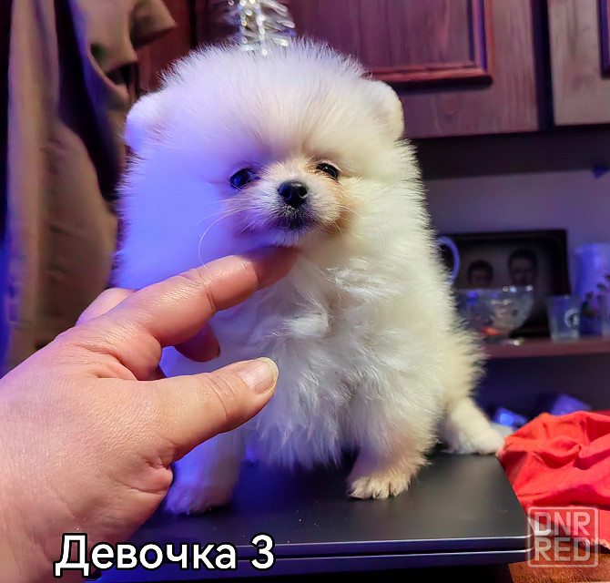 Девочки померанского шпица. Донецк - изображение 3