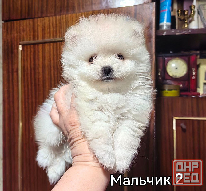 Щенки померанского шпица. Донецк - изображение 2