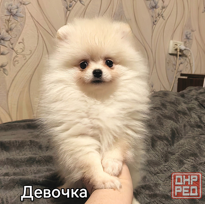 Девочки померанского шпица. Донецк - изображение 3