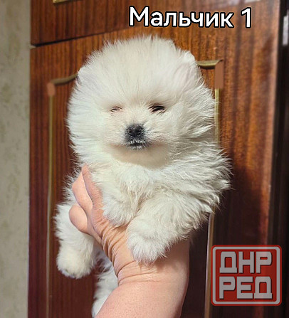 Щенки померанского шпица. Донецк - изображение 6