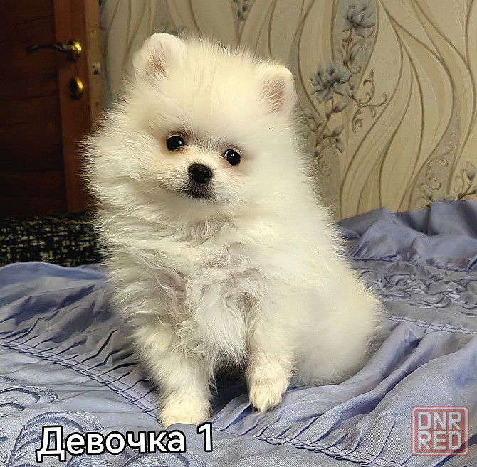 Девочки померанского шпица. Донецк - изображение 1