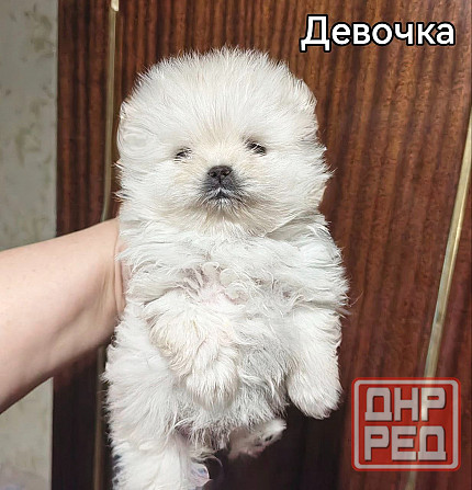 Щенки померанского шпица. Донецк - изображение 4