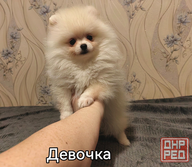 Девочки померанского шпица. Донецк - изображение 2