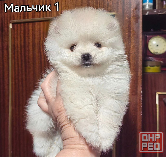 Щенки померанского шпица. Донецк - изображение 1