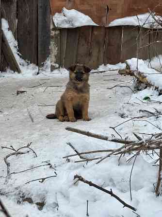 Щеночки в добрые руки Донецк
