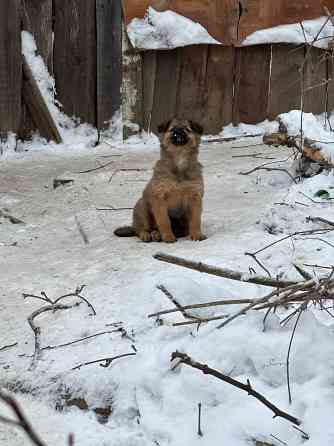 Щеночки в добрые руки Донецк