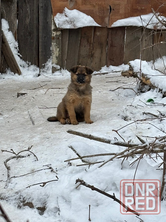 Щеночки в добрые руки Донецк - изображение 2