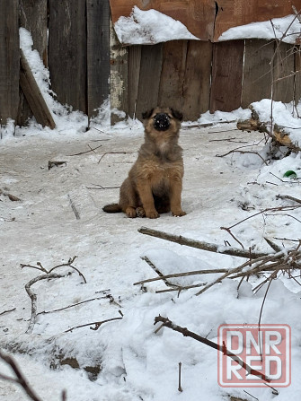Щеночки в добрые руки Донецк - изображение 1
