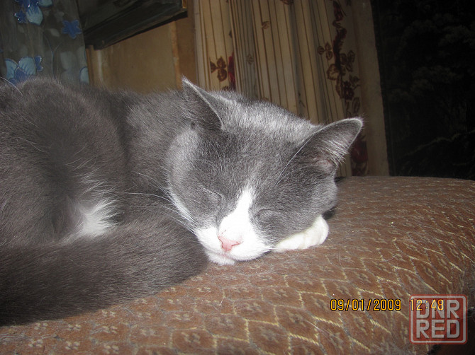 Смело скажем цветы строители Донецк - изображение 1