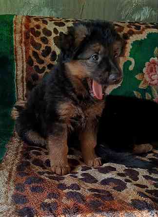 Немецкая овчарка (щенки). Донецк