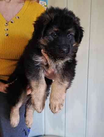 Немецкая овчарка (щенки). Донецк